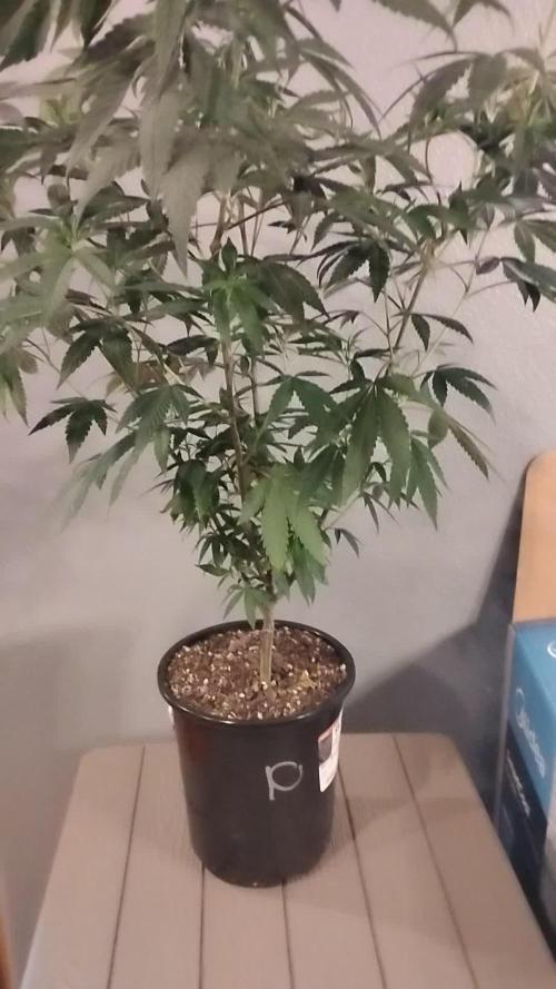 Legit SuperBoof Strain of The Year