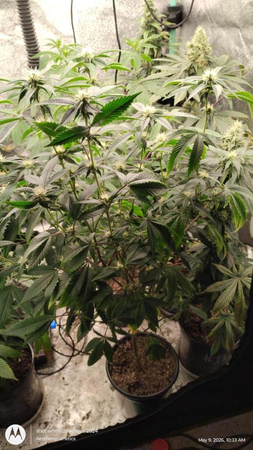 Real Deal OG Kush (PDX cut). Week 6