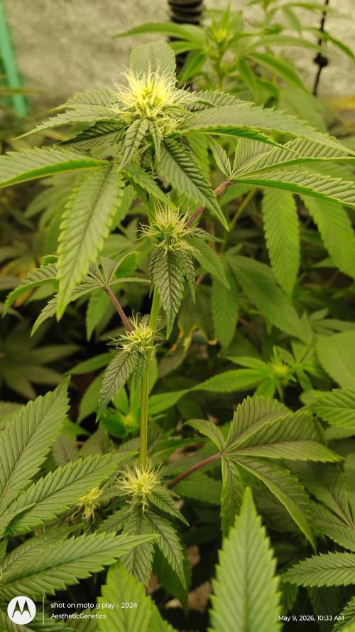 Real Deal OG Kush (PDX cut). Week 6