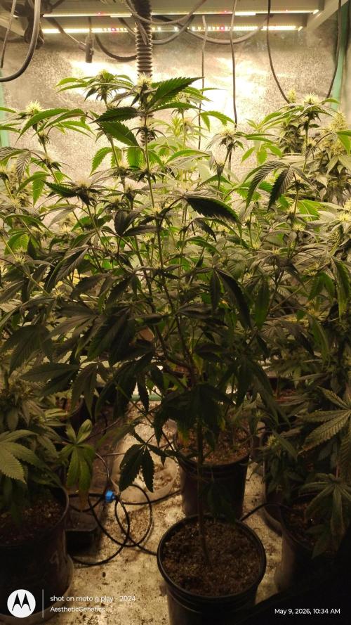 Real Deal OG Kush (PDX cut). Week 6