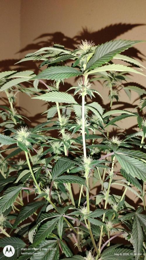 Real Deal OG Kush (PDX cut). Week 6
