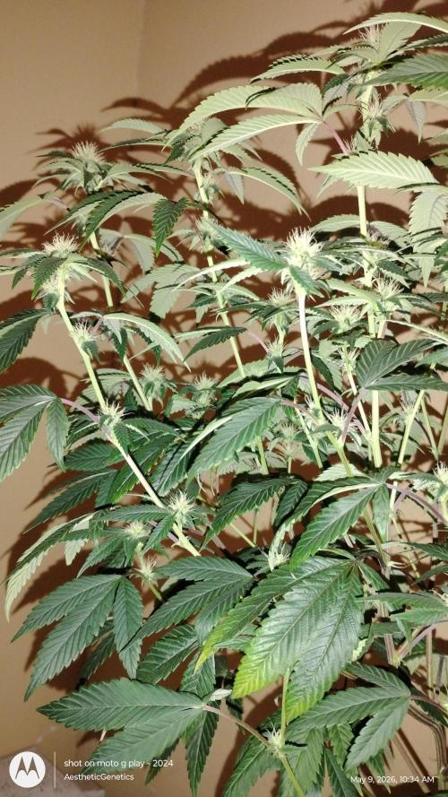 Real Deal OG Kush (PDX cut). Week 6