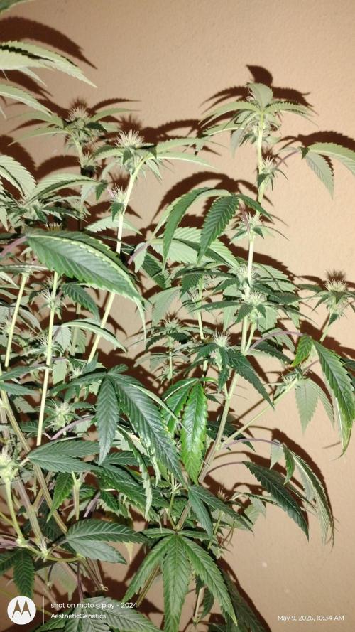 Real Deal OG Kush (PDX cut). Week 6