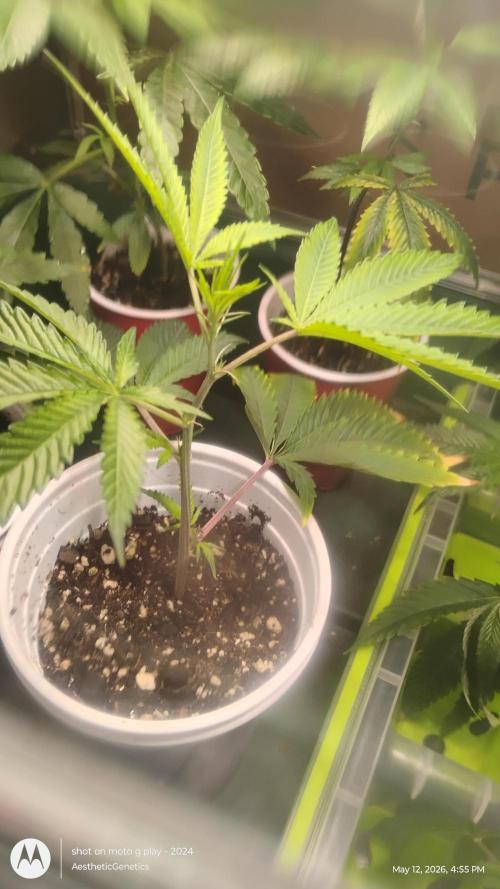Cap Junky x Blueberry Sugar- Judasstein. Week 0