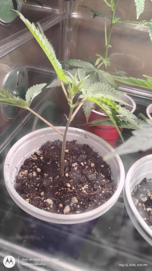 Cap Junky x Blueberry Sugar- Judasstein. Week 0