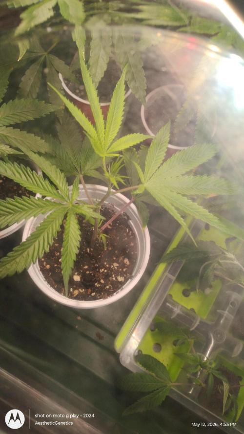 Cap Junky x Blueberry Sugar- Judasstein. Week 0