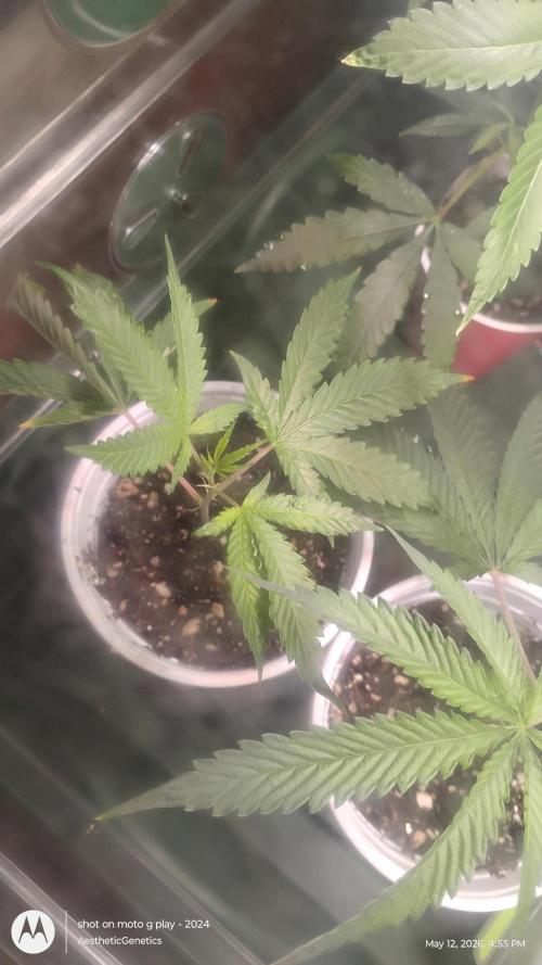 Cap Junky x Blueberry Sugar- Judasstein. Week 0