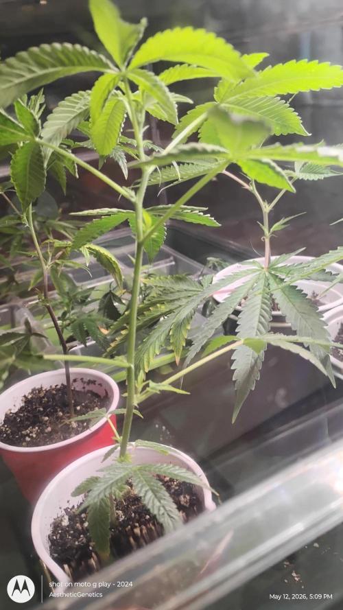 Rainbow Zoap. Week 0
