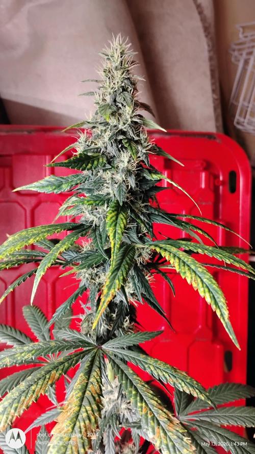 Super Sour Double Diesel Seed Hunt. Week 11