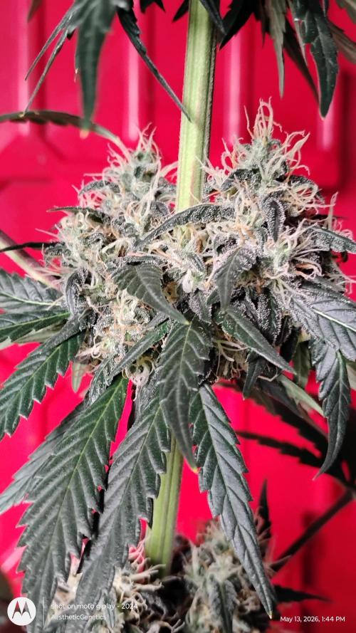 Super Sour Double Diesel Seed Hunt. Week 11