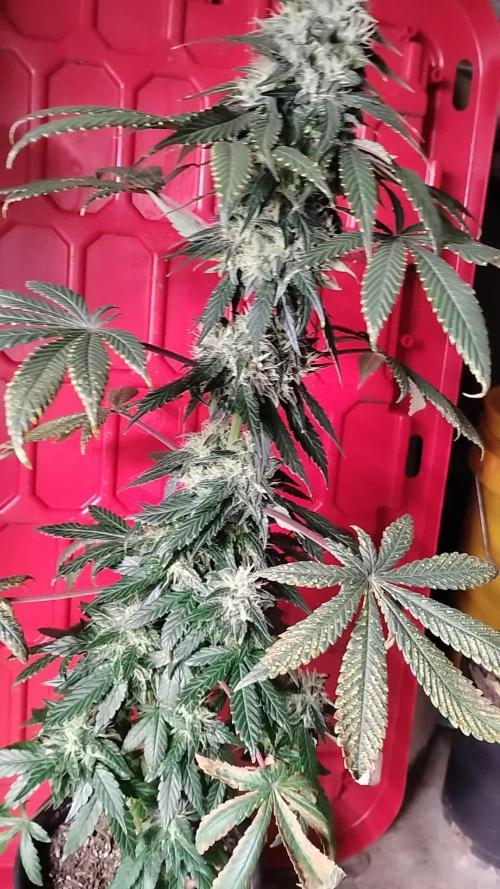 Super Sour Double Diesel Seed Hunt