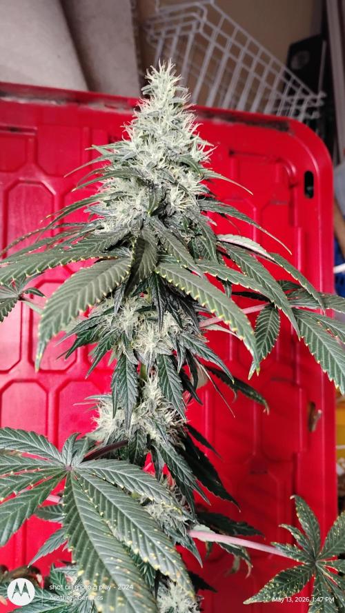 Super Sour Double Diesel Seed Hunt. Week 11