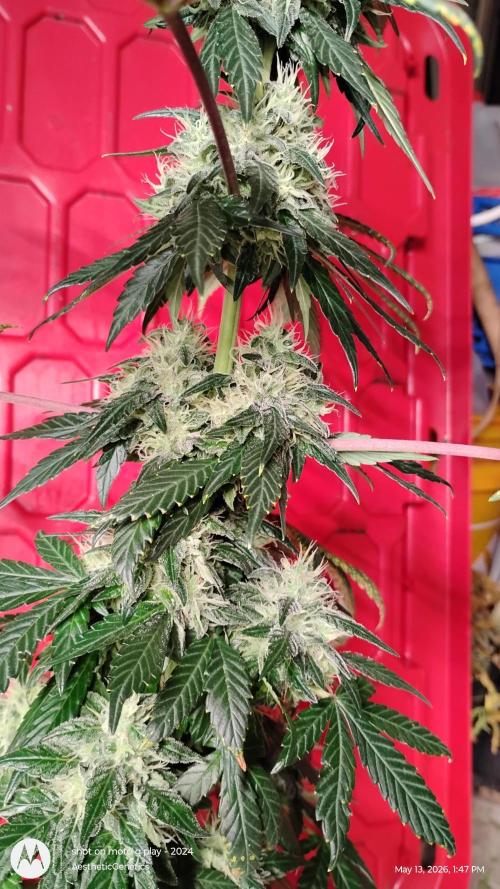 Super Sour Double Diesel Seed Hunt. Week 11