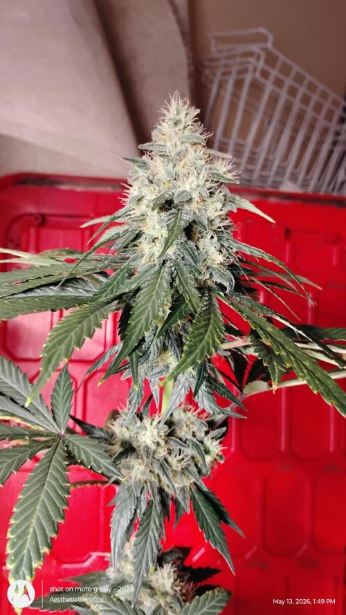 Super Sour Double Diesel Seed Hunt. Week 11