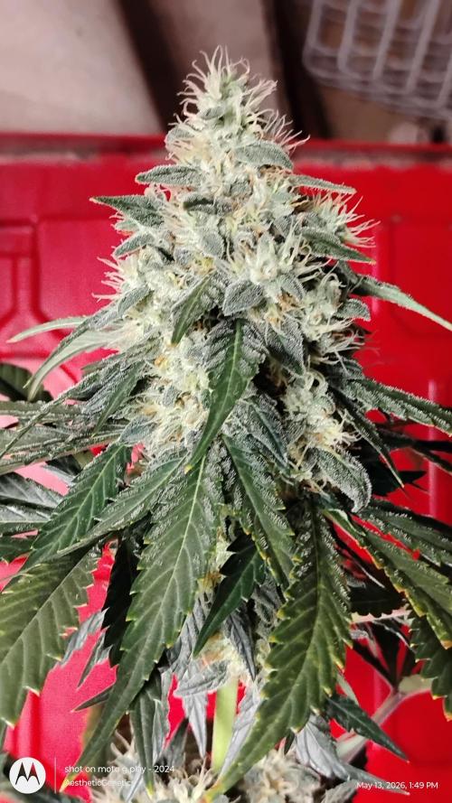 Super Sour Double Diesel Seed Hunt. Week 11