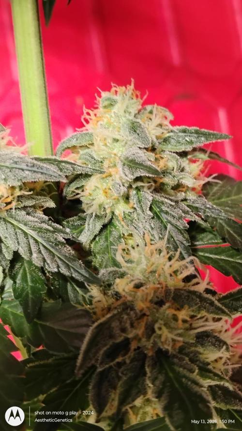 Super Sour Double Diesel Seed Hunt. Week 11