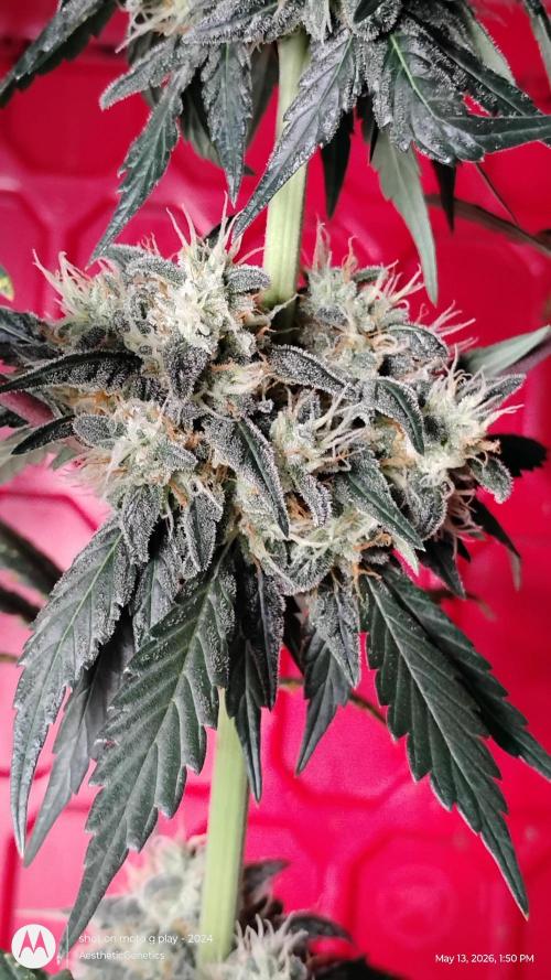 Super Sour Double Diesel Seed Hunt. Week 11
