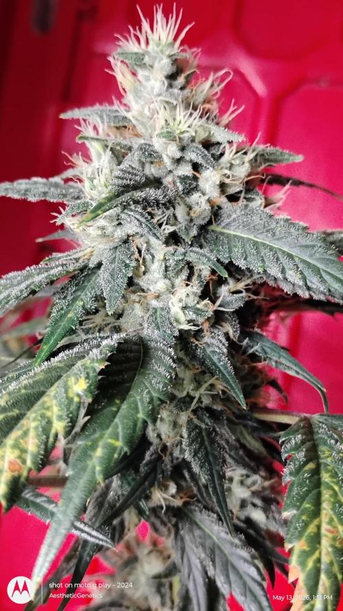 Super Sour Double Diesel Seed Hunt. Week 11