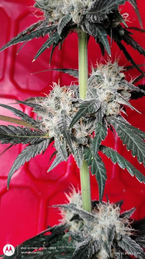 Super Sour Double Diesel Seed Hunt. Week 11