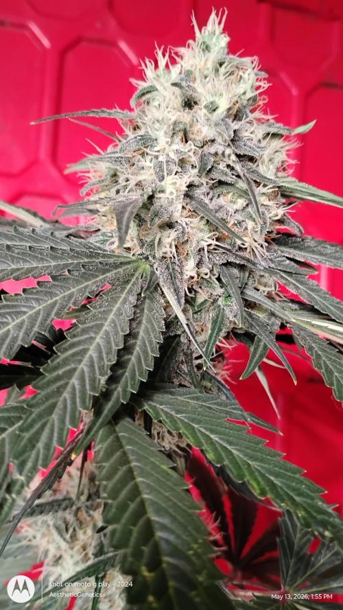 Super Sour Double Diesel Seed Hunt. Week 11