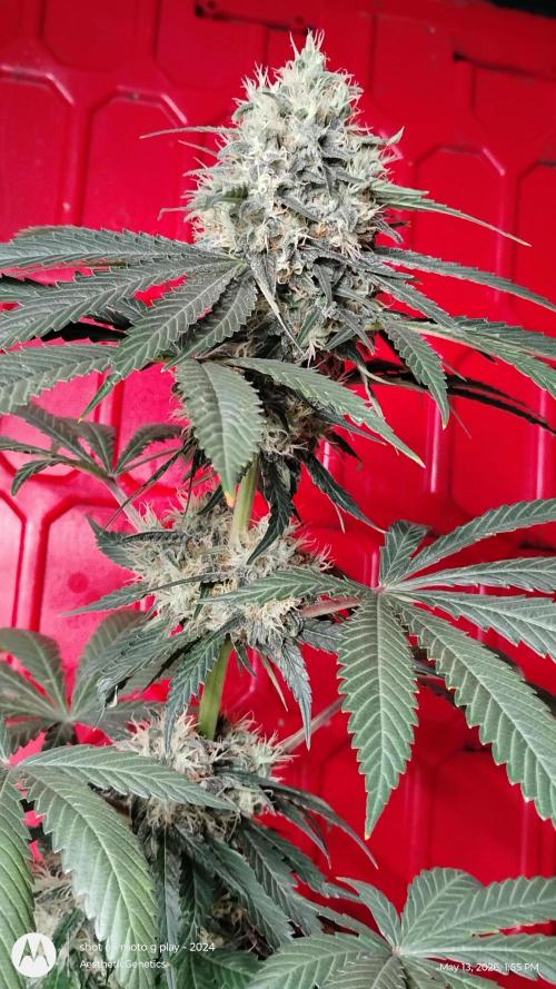 Super Sour Double Diesel Seed Hunt. Week 11