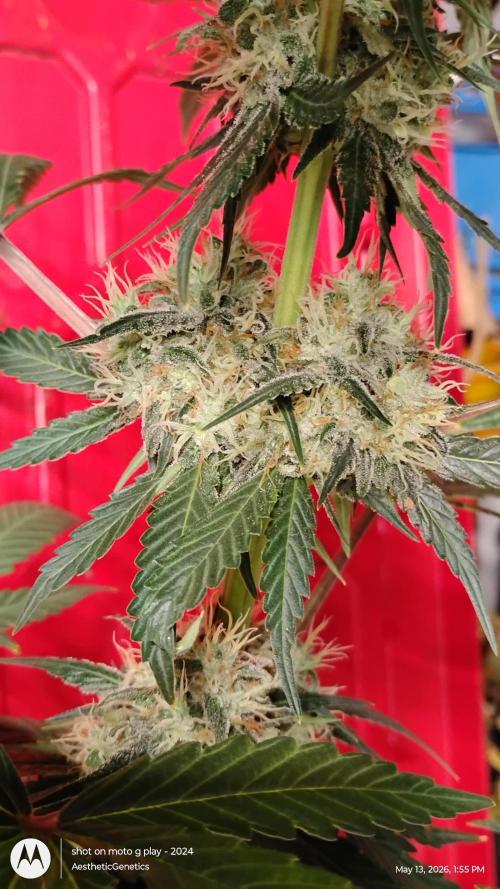 Super Sour Double Diesel Seed Hunt. Week 11
