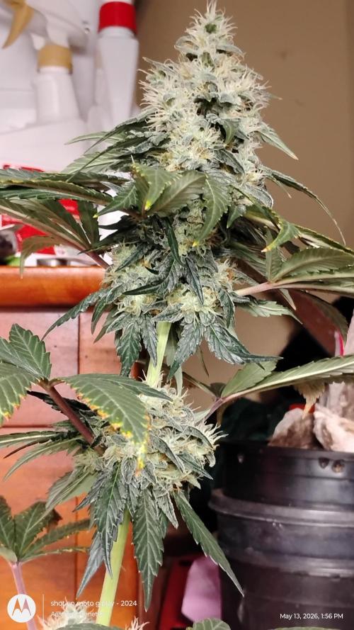 Super Sour Double Diesel Seed Hunt. Week 11