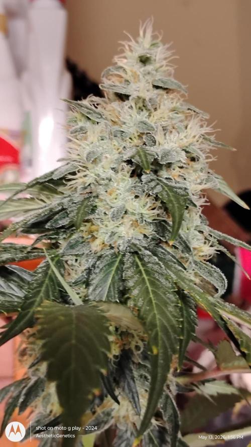 Super Sour Double Diesel Seed Hunt. Week 11