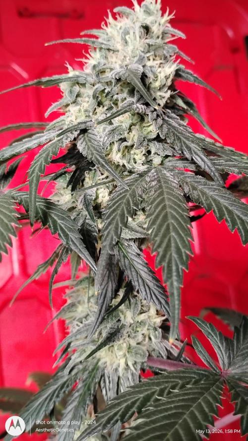 Super Sour Double Diesel Seed Hunt. Week 11