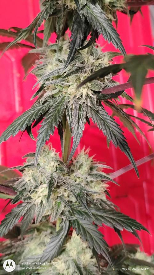 Super Sour Double Diesel Seed Hunt. Week 11
