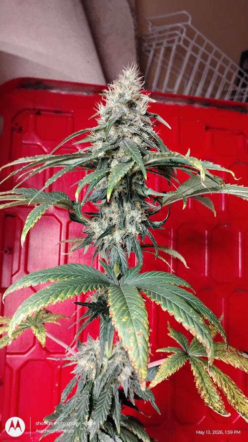 Super Sour Double Diesel Seed Hunt. Week 11