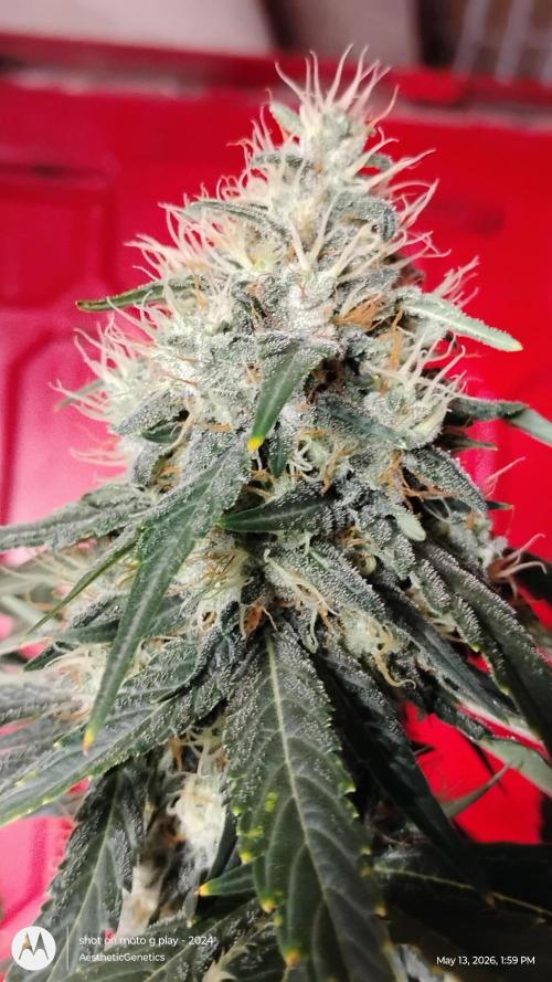 Super Sour Double Diesel Seed Hunt. Week 11