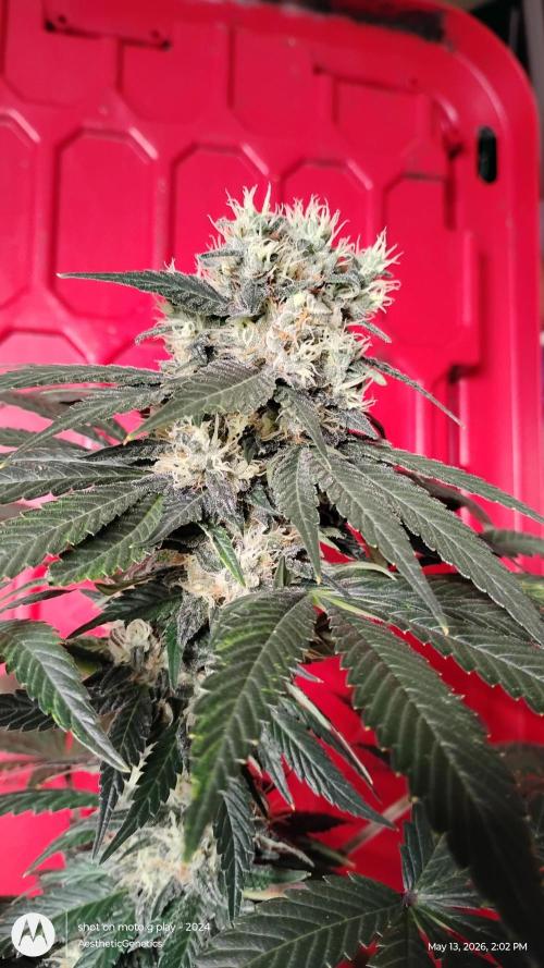 Super Sour Double Diesel Seed Hunt. Week 11