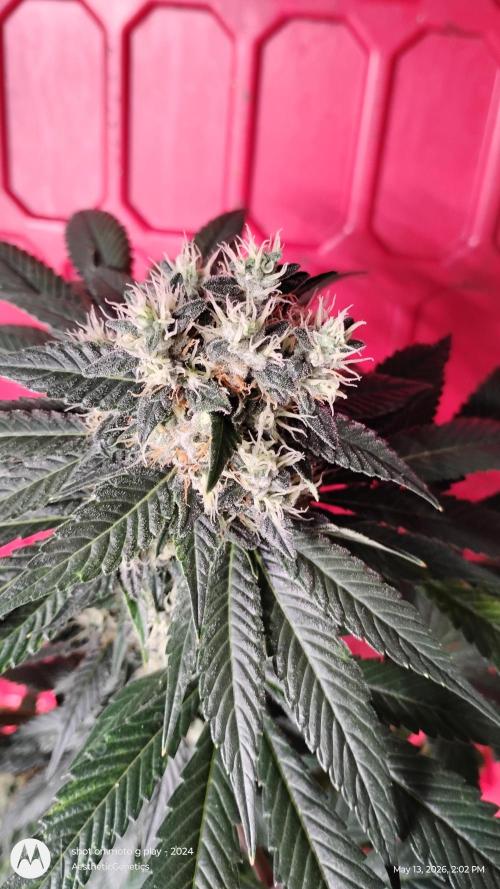 Super Sour Double Diesel Seed Hunt. Week 11