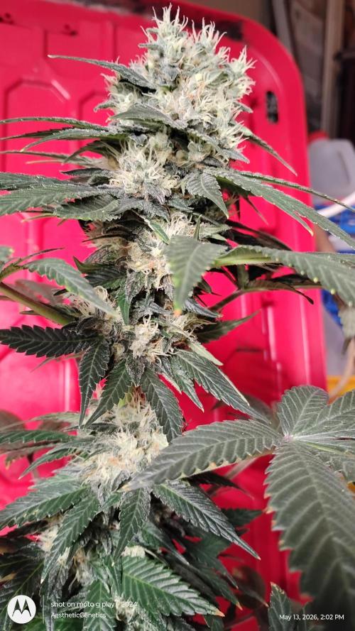 Super Sour Double Diesel Seed Hunt. Week 11