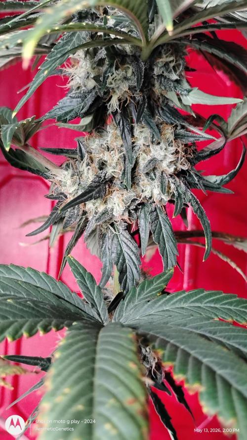 Super Sour Double Diesel Seed Hunt. Week 11
