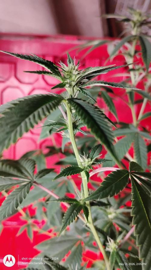 Real Deal Sour D ( notsodog cut). Week 6