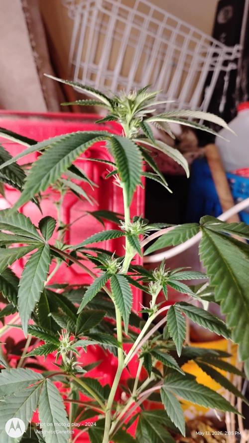 Real Deal Sour D ( notsodog cut). Week 6