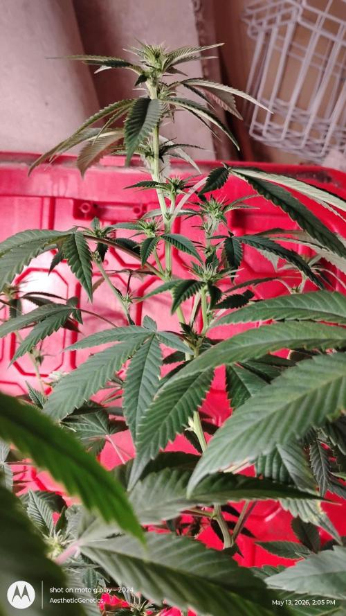 Real Deal Sour D ( notsodog cut). Week 6