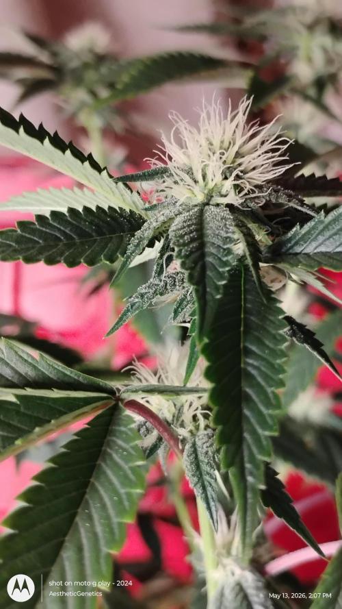 Real Deal OG Kush (PDX cut). Week 6 - https://youtube.com/@aestheticgenetix?si=pSk5e-kvp-nVYccc