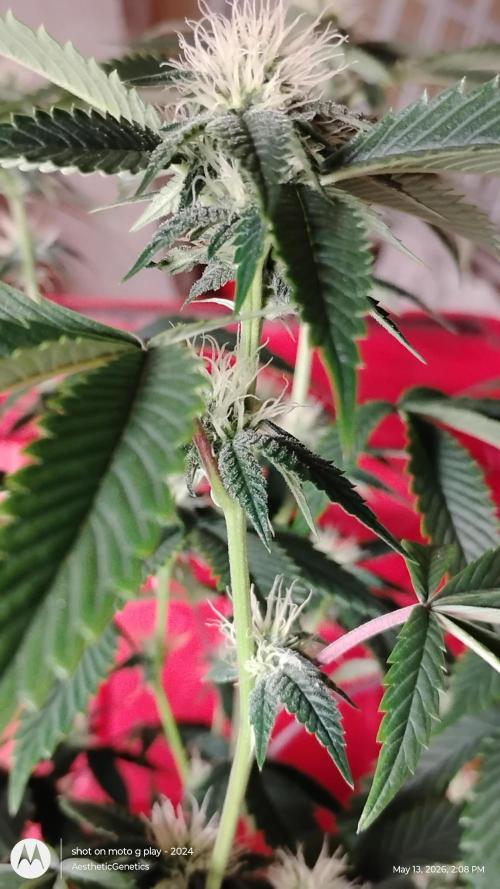 Real Deal OG Kush (PDX cut). Week 6