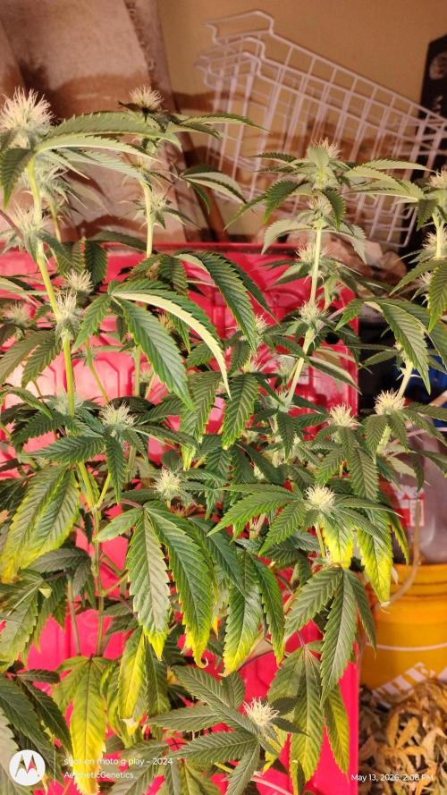 Real Deal OG Kush (PDX cut). Week 6