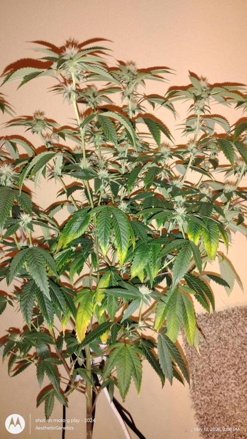 Real Deal OG Kush (PDX cut). Week 6