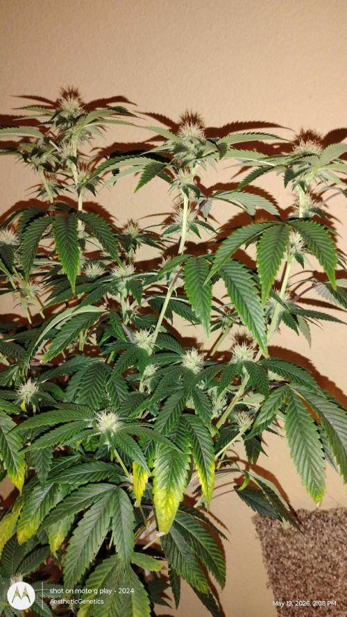 Real Deal OG Kush (PDX cut). Week 6
