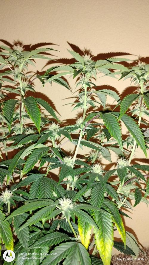 Real Deal OG Kush (PDX cut). Week 6