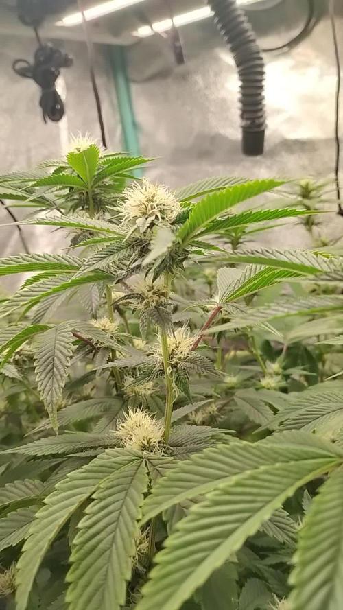 Real Deal OG Kush (PDX cut)