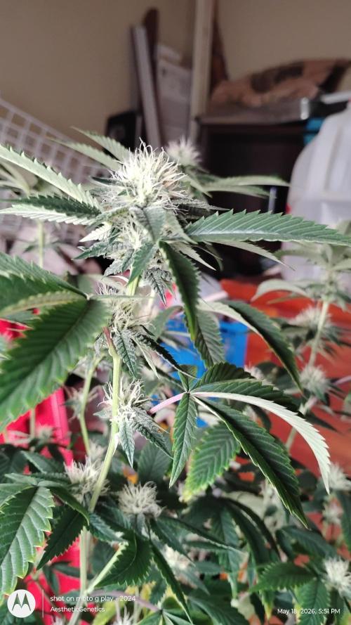Real Deal OG Kush (PDX cut). Week 7