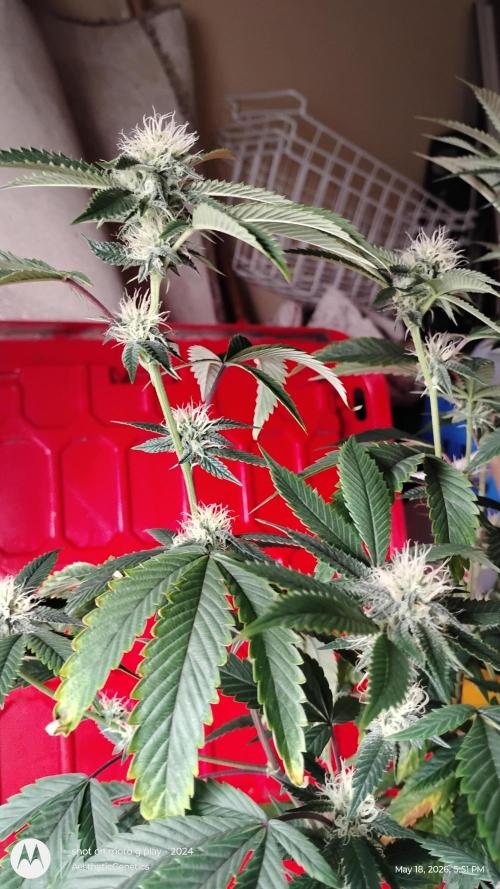Real Deal OG Kush (PDX cut). Week 7