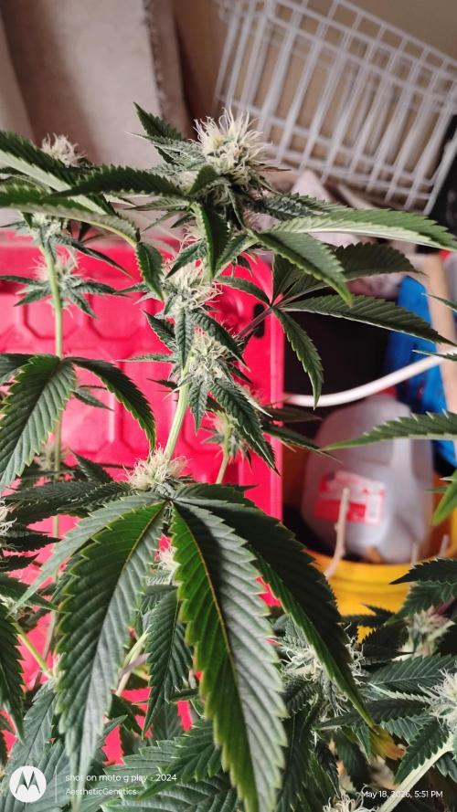 Real Deal OG Kush (PDX cut). Week 7