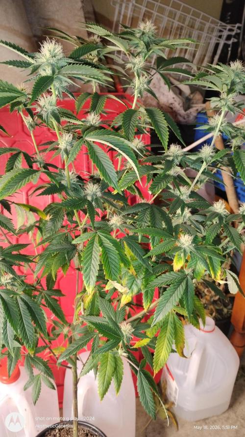 Real Deal OG Kush (PDX cut). Week 7